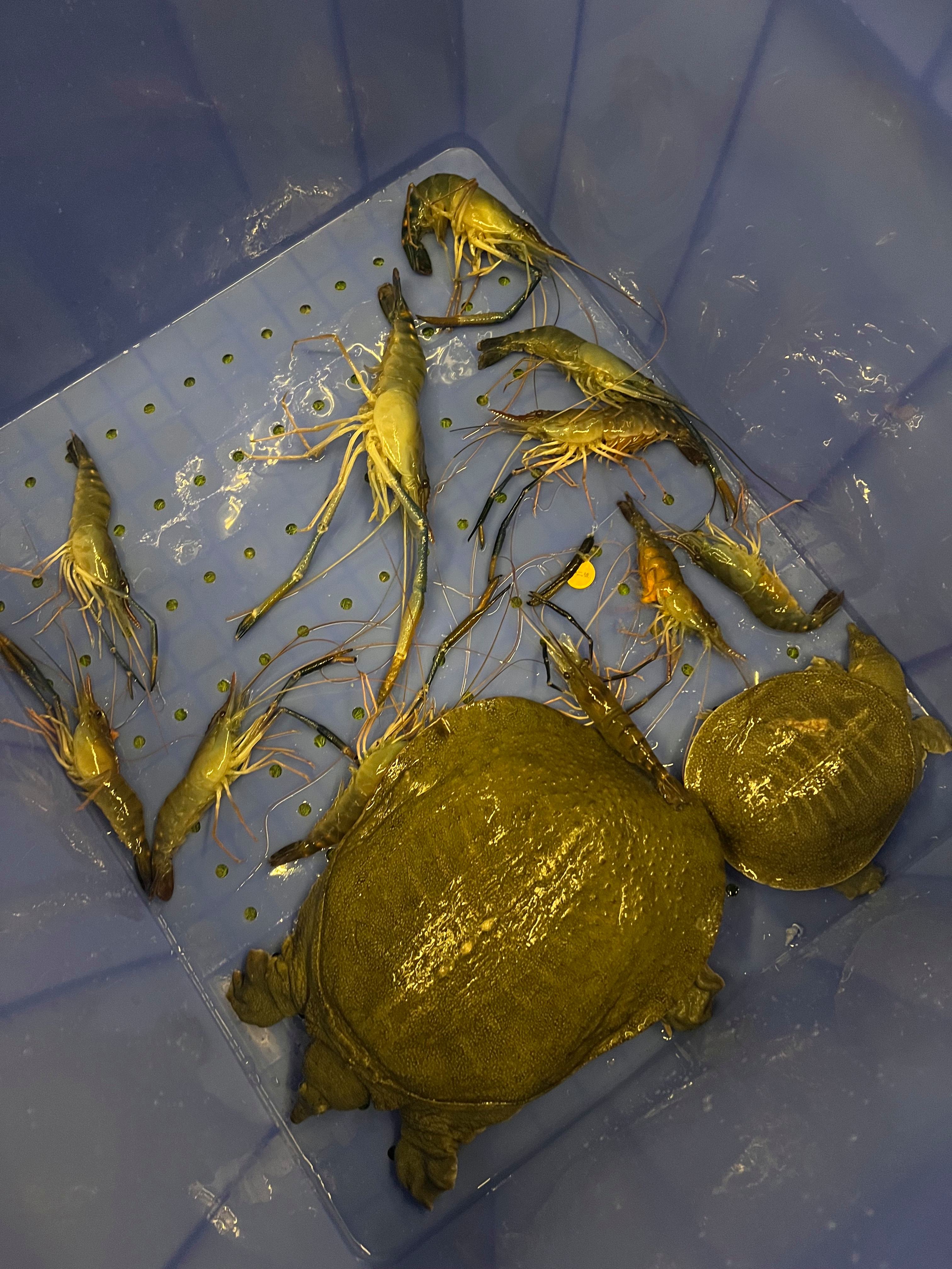 海钓生虾钩法(深海钩虾)