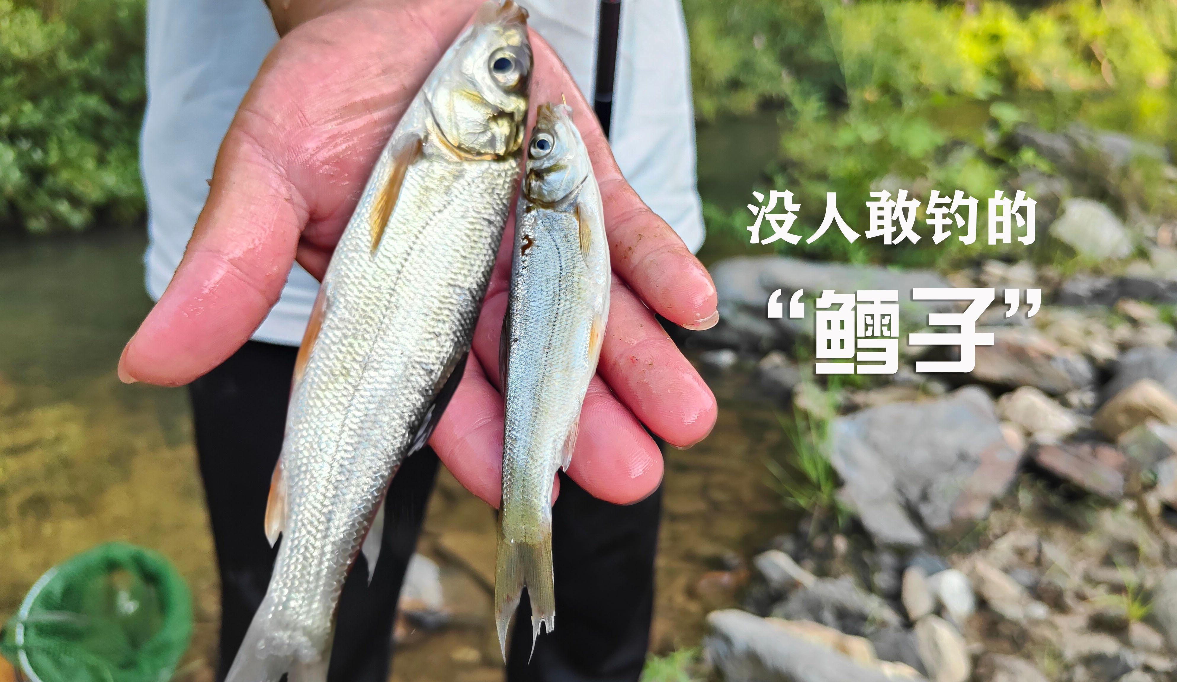 鳕鱼钓技巧(鳕鱼钓饵)