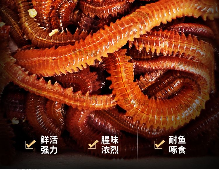 青虫海钓什么鱼(青虫钓鱼在哪里能捉到)
