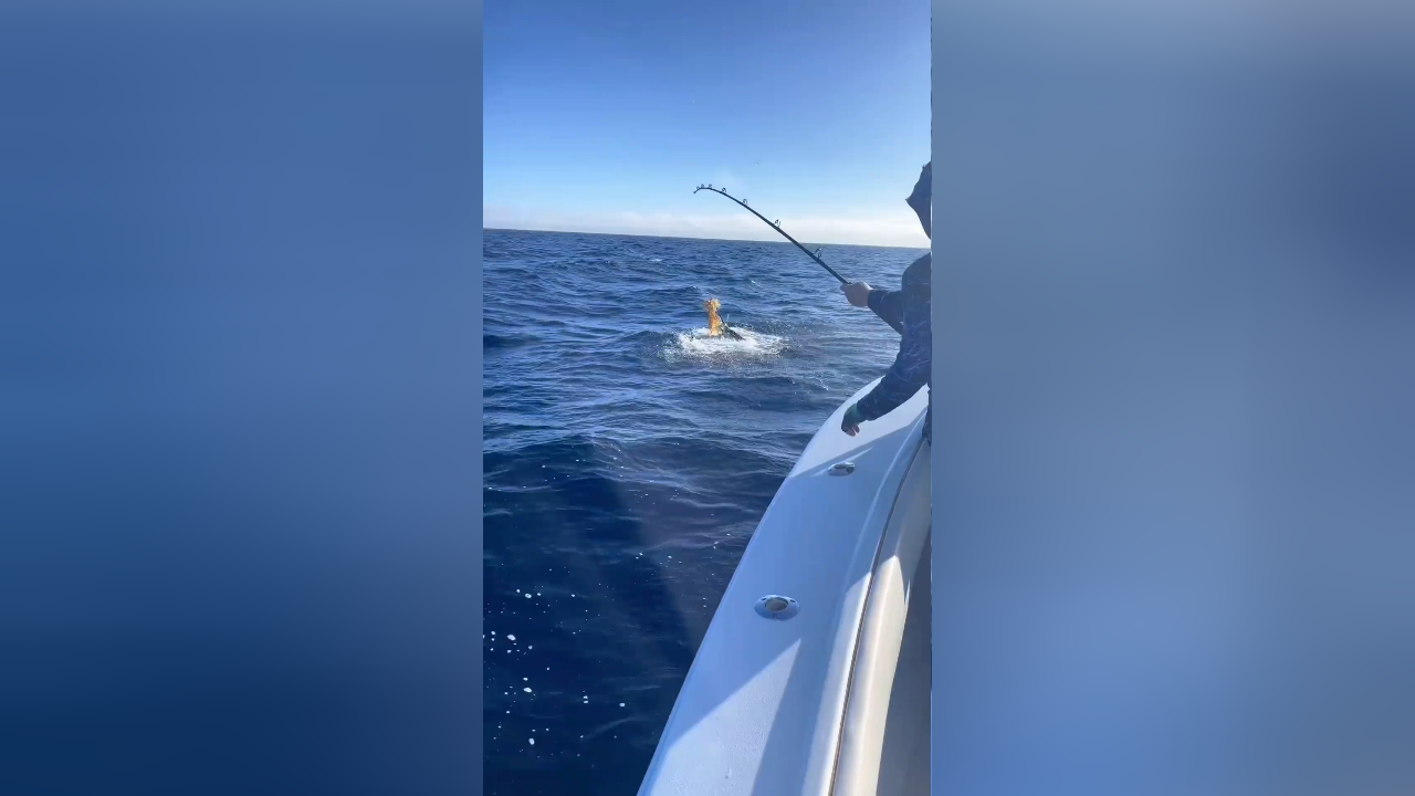 海南深海海钓(海南深海海钓鱼视频大全)