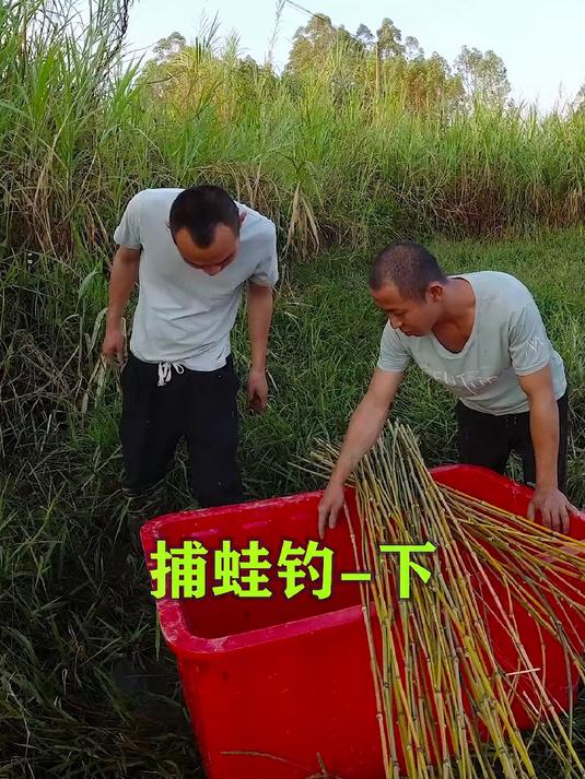 钓牛蛙的技巧(钓牛蛙的技巧和方法)