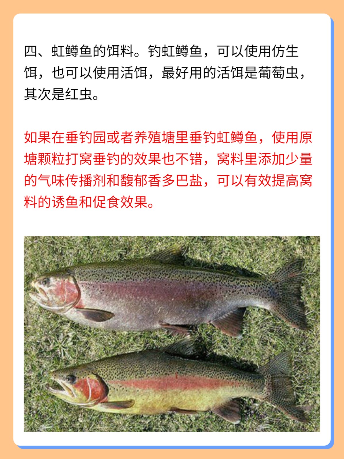 水库路亚虹鳟(路亚钓虹鳟)