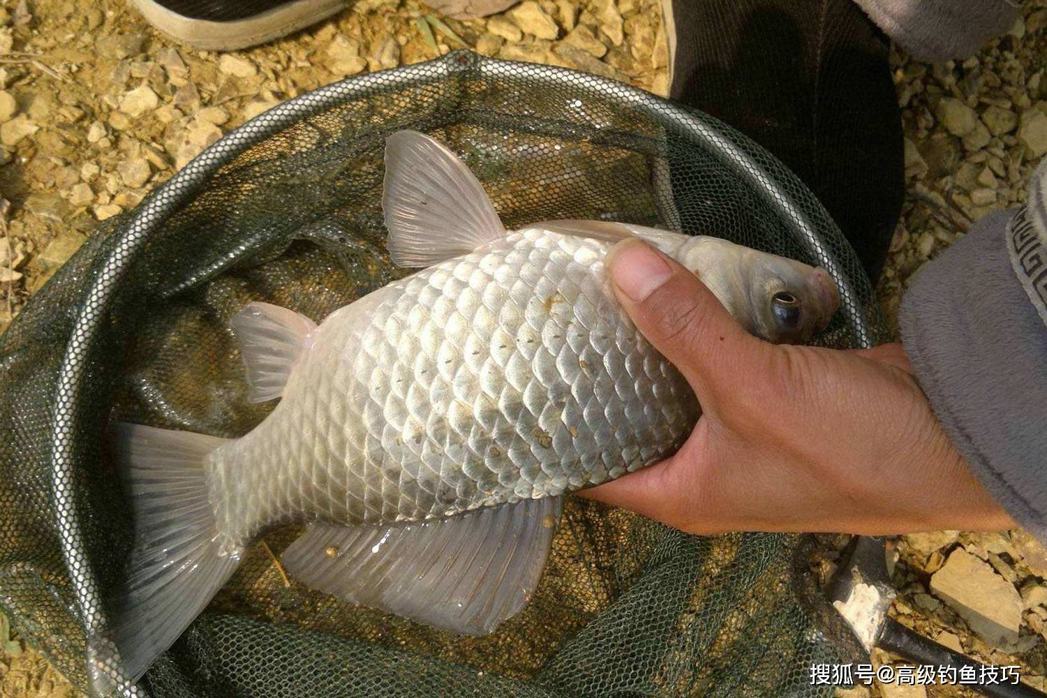 深秋肥水河钓大鲫鱼技巧(深秋肥水河钓大鲫鱼技巧和方法)