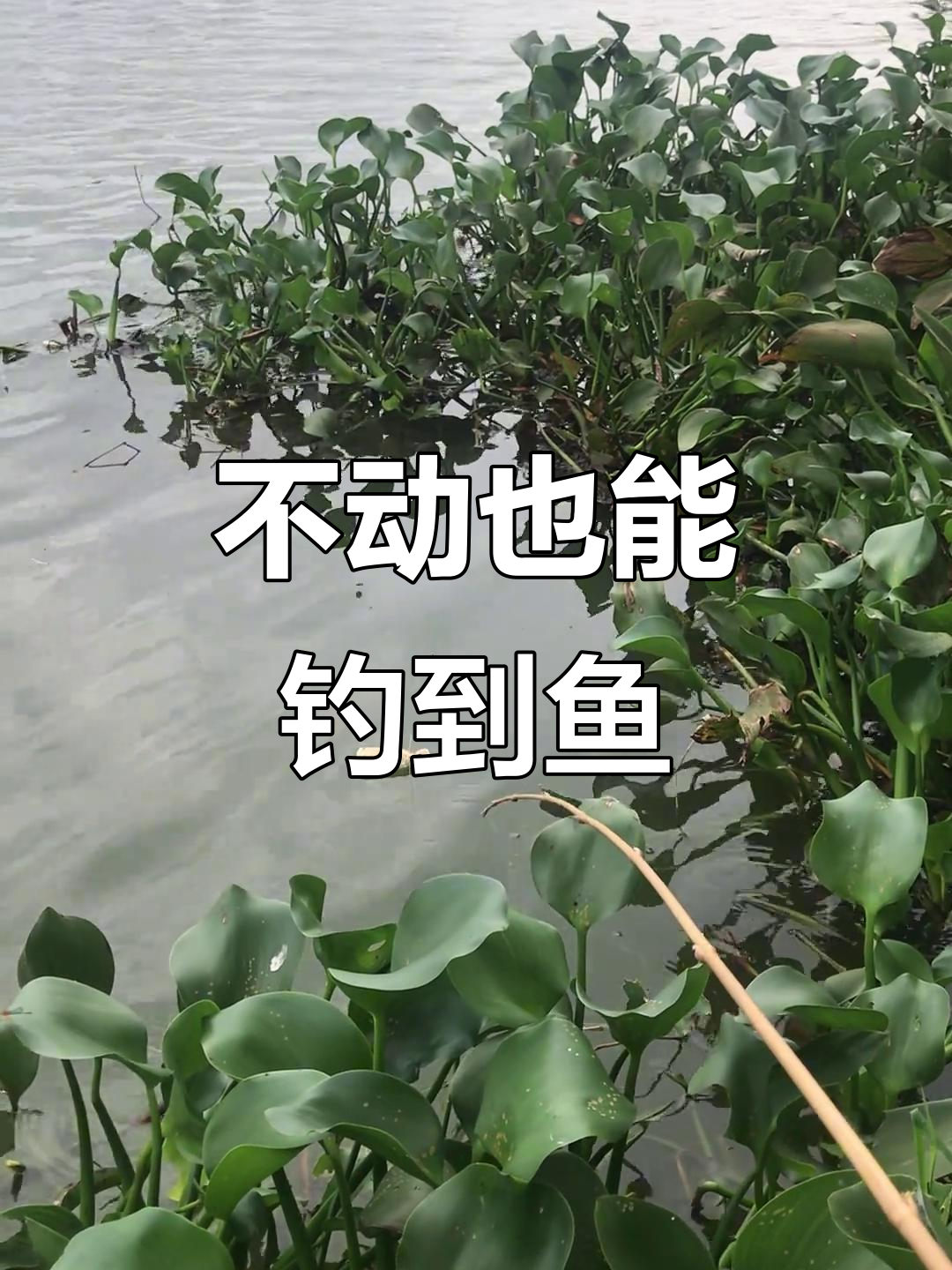 初春钓大罗非技巧(春季钓大罗非用什么饵料最好)