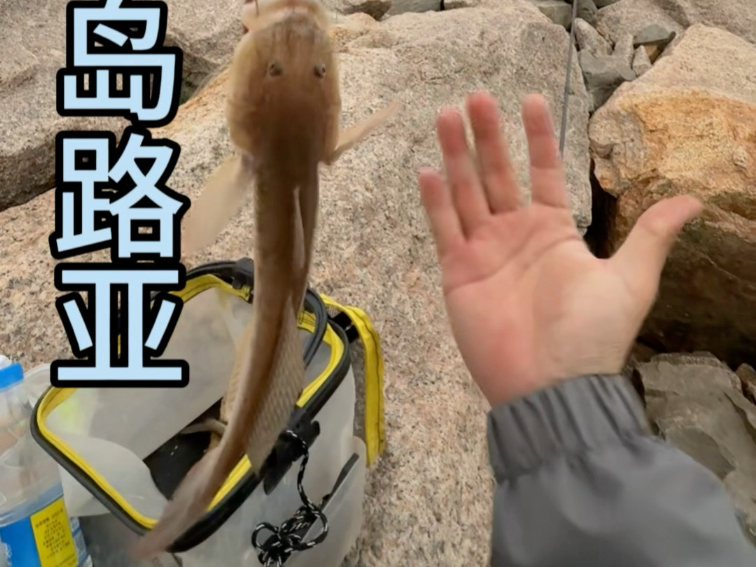 海钓沙蚕挂法图片(海钓沙蚕挂法图片视频)