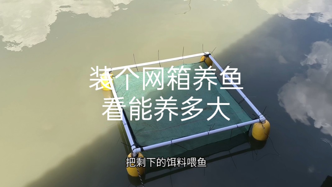 饲养网箱鱼钓鱼技巧(网箱鱼怎么钓)