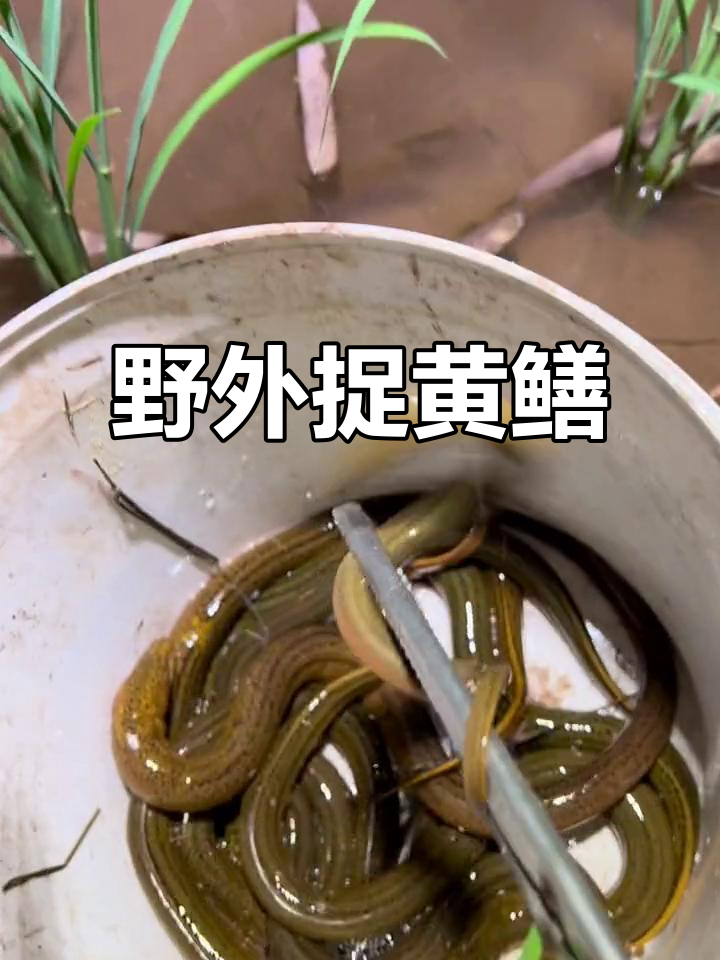 抓大鳗鱼有什么技巧(捉鳗鱼的方法)