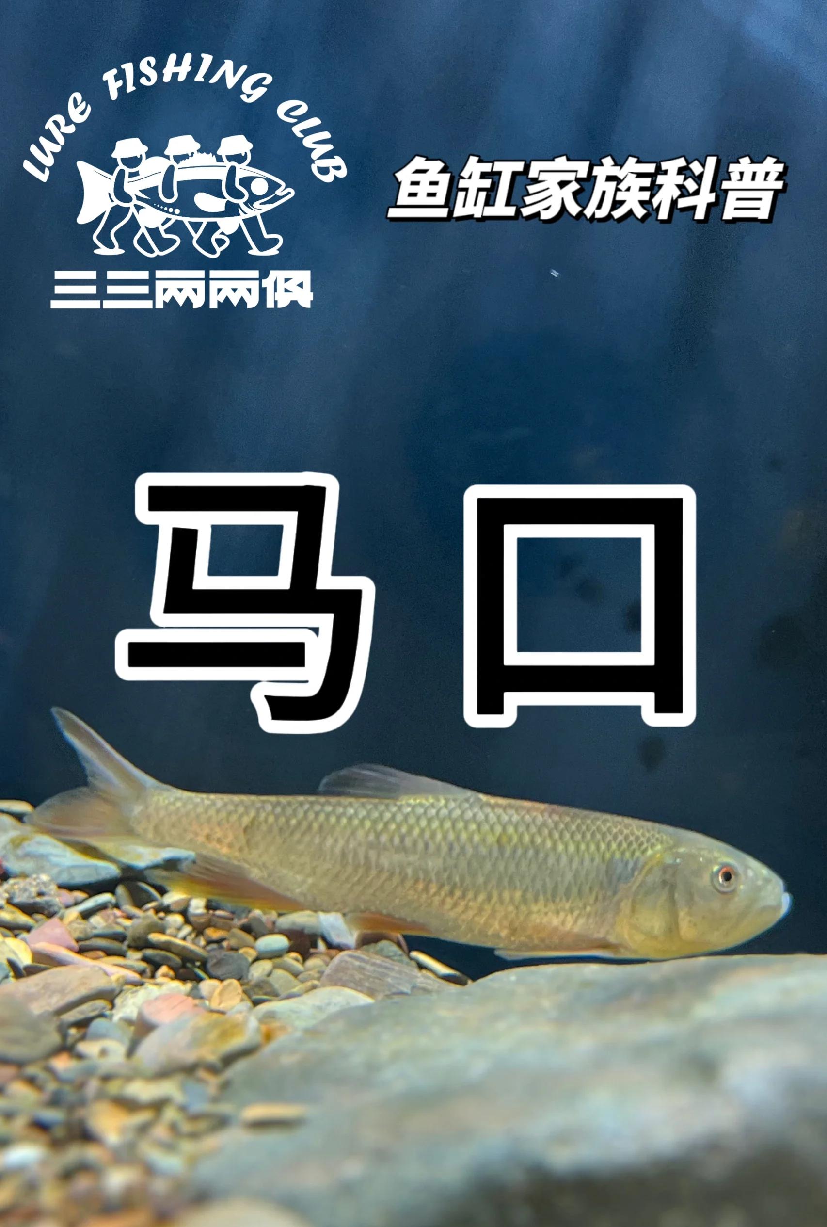 路马口鱼技巧(路亚竿怎样钓马口鱼)