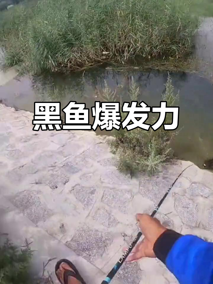 路亚黑鱼新手(路亚黑鱼技巧手法)