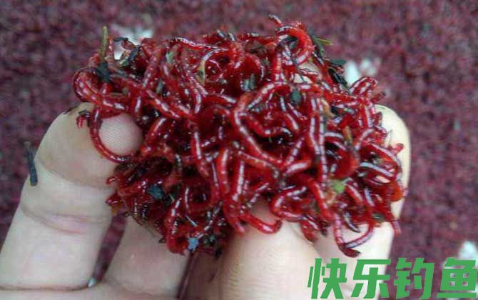 红虫钓鲫鱼技巧视频(红虫钓鲫鱼怎么调漂最好)
