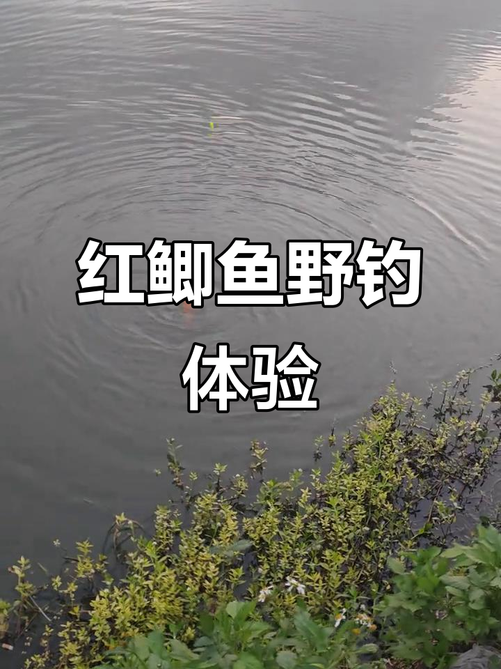 红虫钓鲫鱼技巧视频(红虫钓鲫鱼怎么调漂最好)