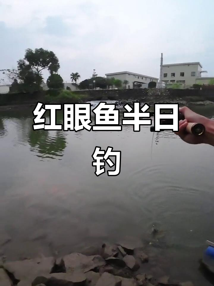 钓红眼鱼饵料(红眼鱼饵料搭配视频)