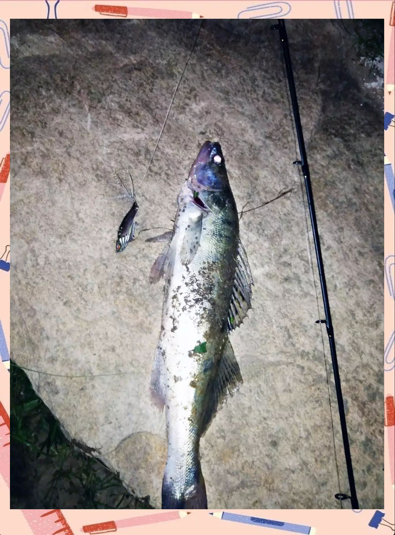 海钓鲈鱼岬角(岸边海钓鲈鱼视频)