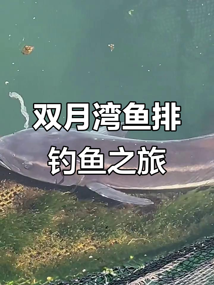 海里鱼排钓鱼技巧(海边鱼排钓鱼视频)