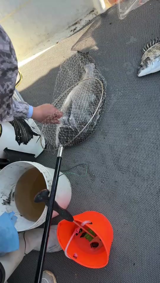 山东龙口东海海钓(龙口东海哪能钓螃蟹)