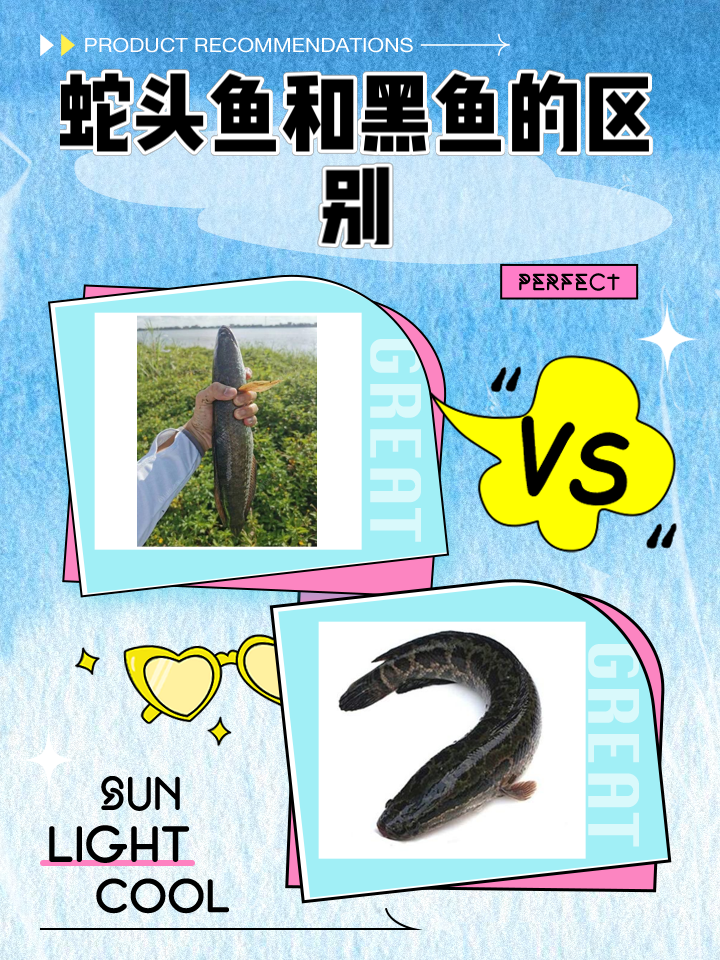 钓蛇鱼用什么饵料最好(钓蛇鱼用什么鱼杆)
