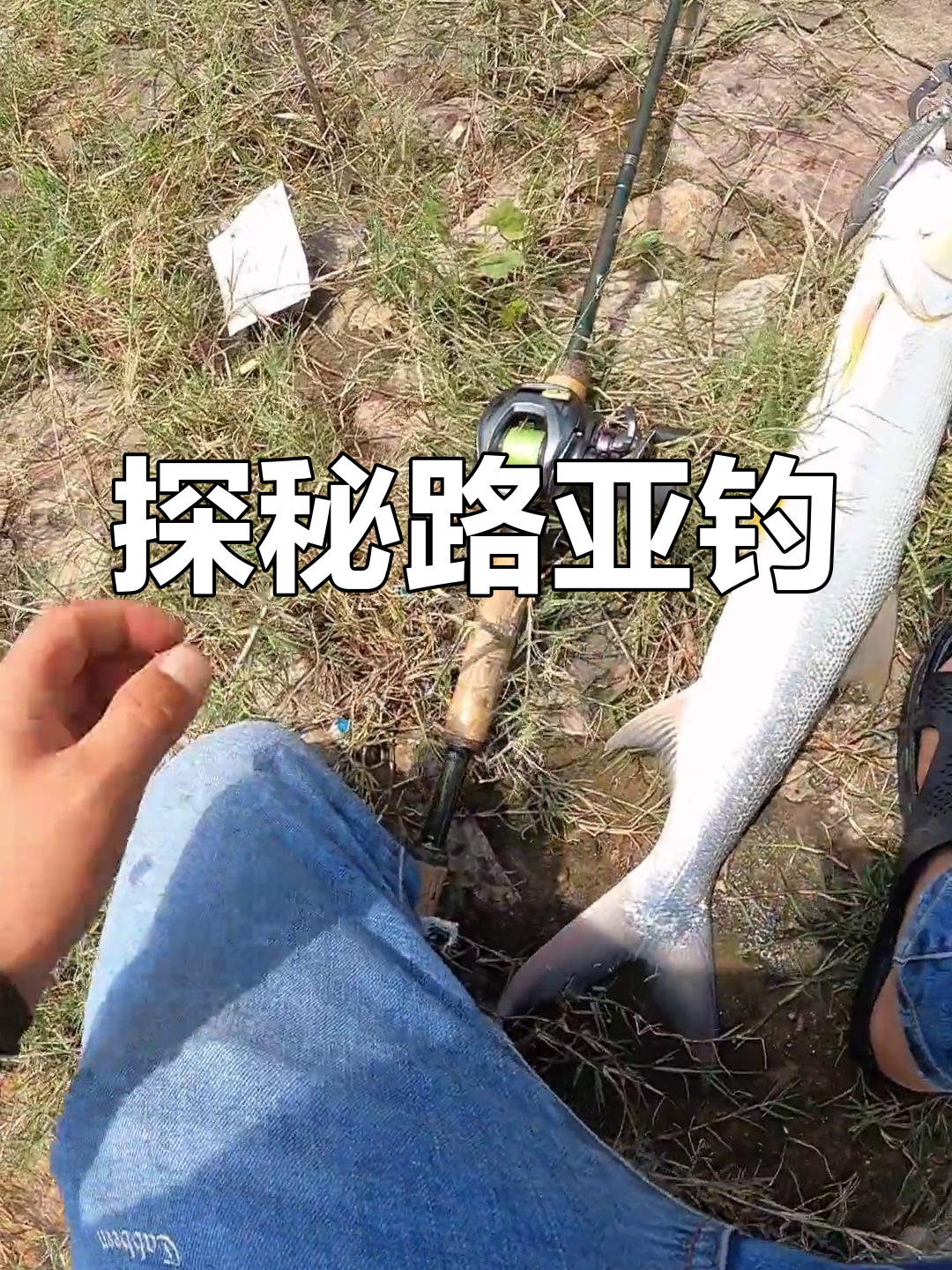 路亚鱤鱼江(鲴鱼路亚钓法)