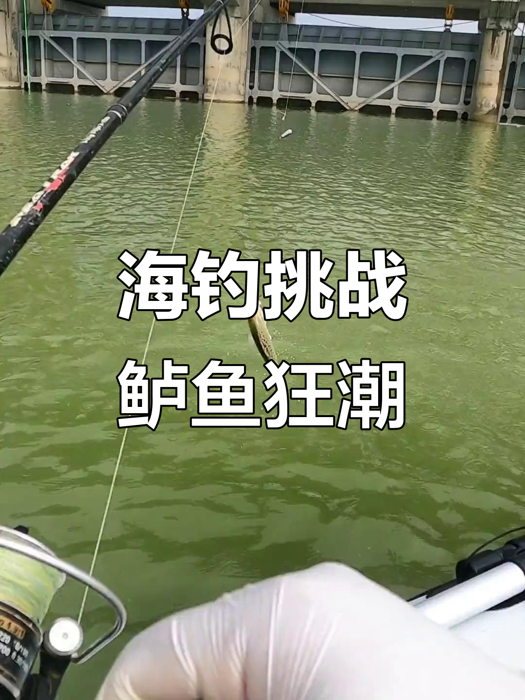 火腿肠海钓(火腿肠钓鱼有奇效?不试不知道)