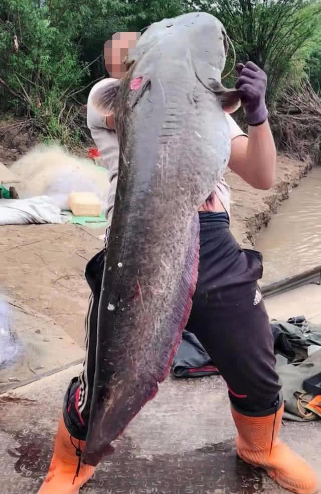 路亚可以钓鲶鱼吗(路亚能钓鲶鱼吗)