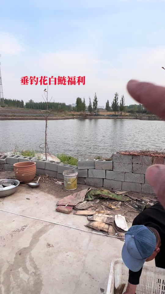 冬天钓白鲢技巧(初冬钓白鲢)