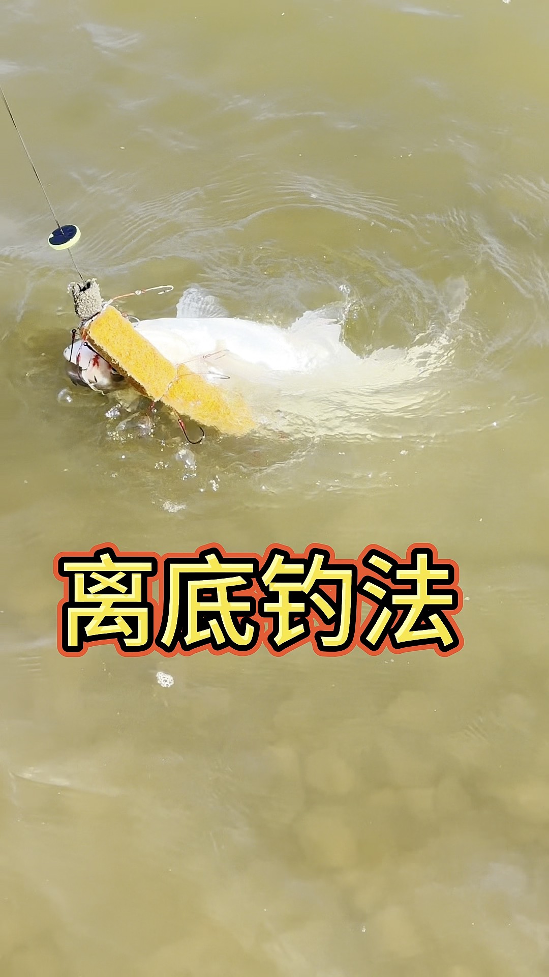 冬天钓白鲢技巧(初冬钓白鲢)