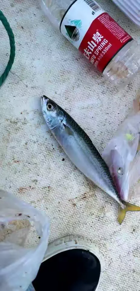 浪岗岛海钓(浪岗岛矶钓)