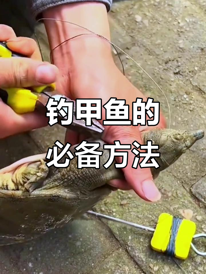 钓甲鱼最佳技巧(钓甲鱼教程)