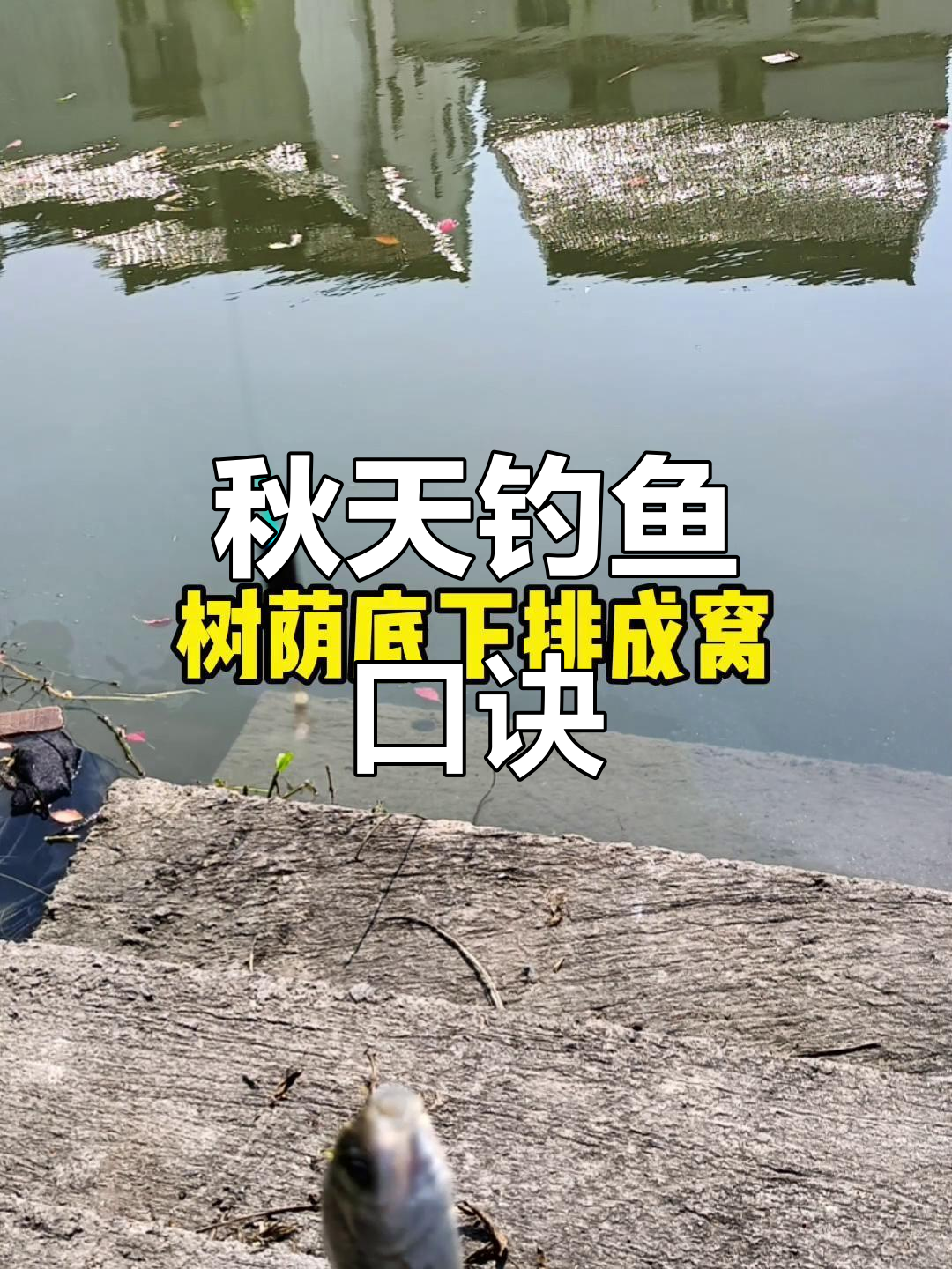深秋天怎么钓鱼的技巧(深秋季节钓鱼技巧)