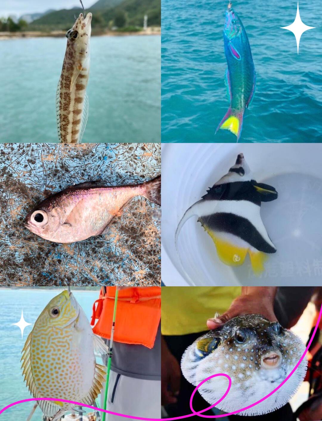 东海钓鱼视频(东海钓鱼视频高清)