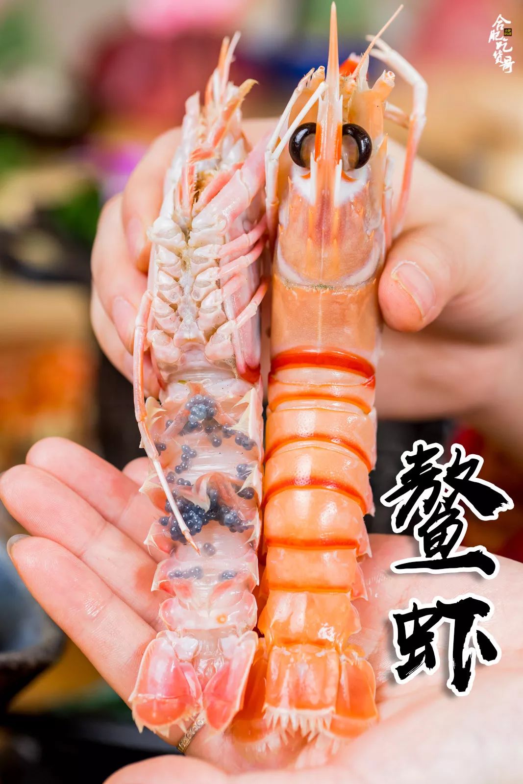 海钓牡蛎钓法(海钓牡蛎钓法大全)