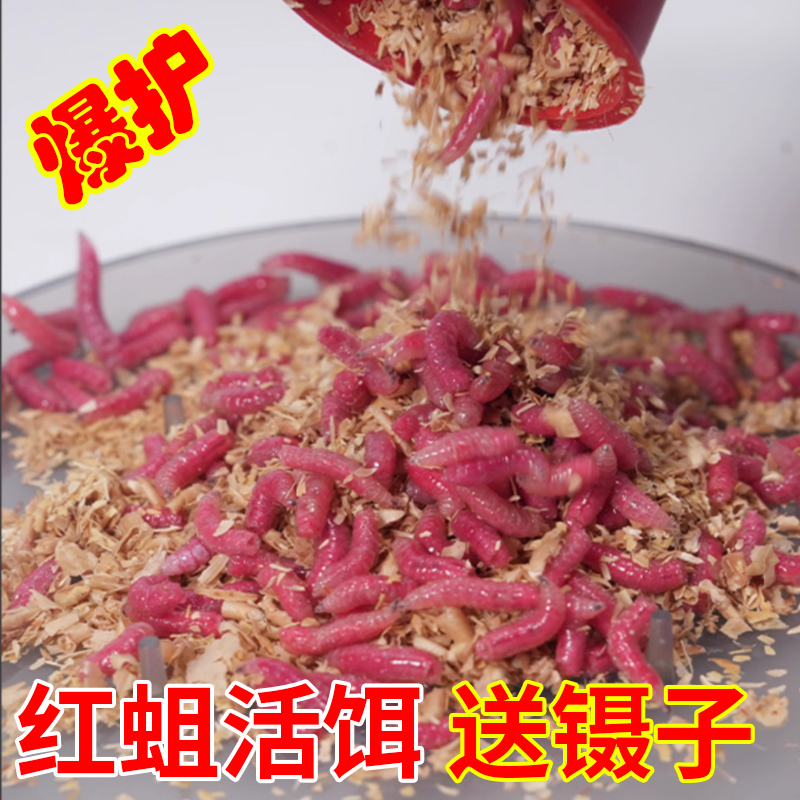 上海河道什么饵料(上海野河钓鱼用什么饵料好钓)