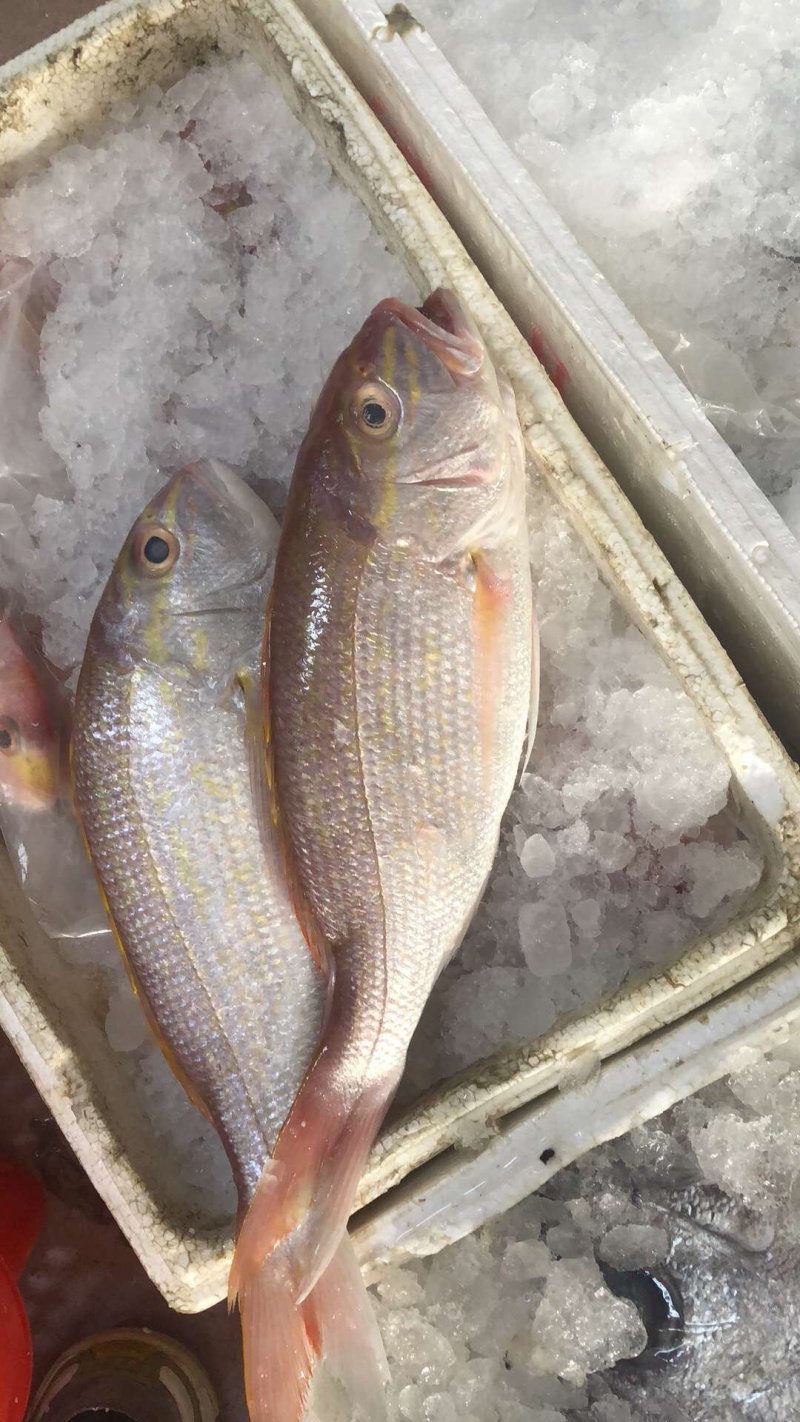 海钓鲷科鱼(鲷科鱼有哪些种类)