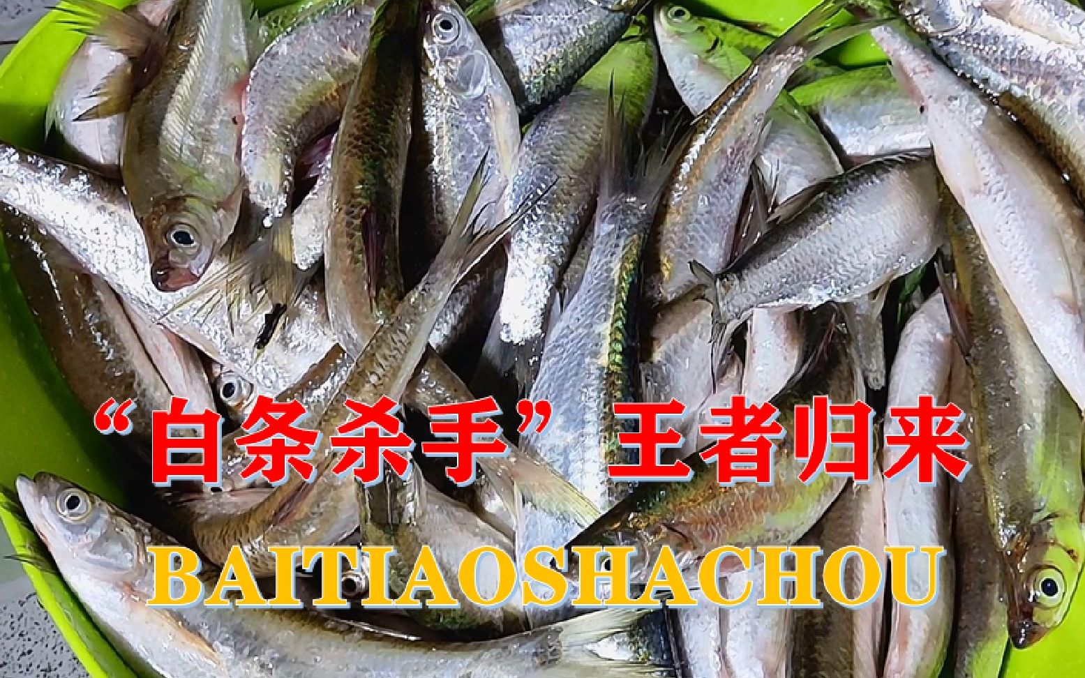 白条杀手路亚(十种钓白条绝招)