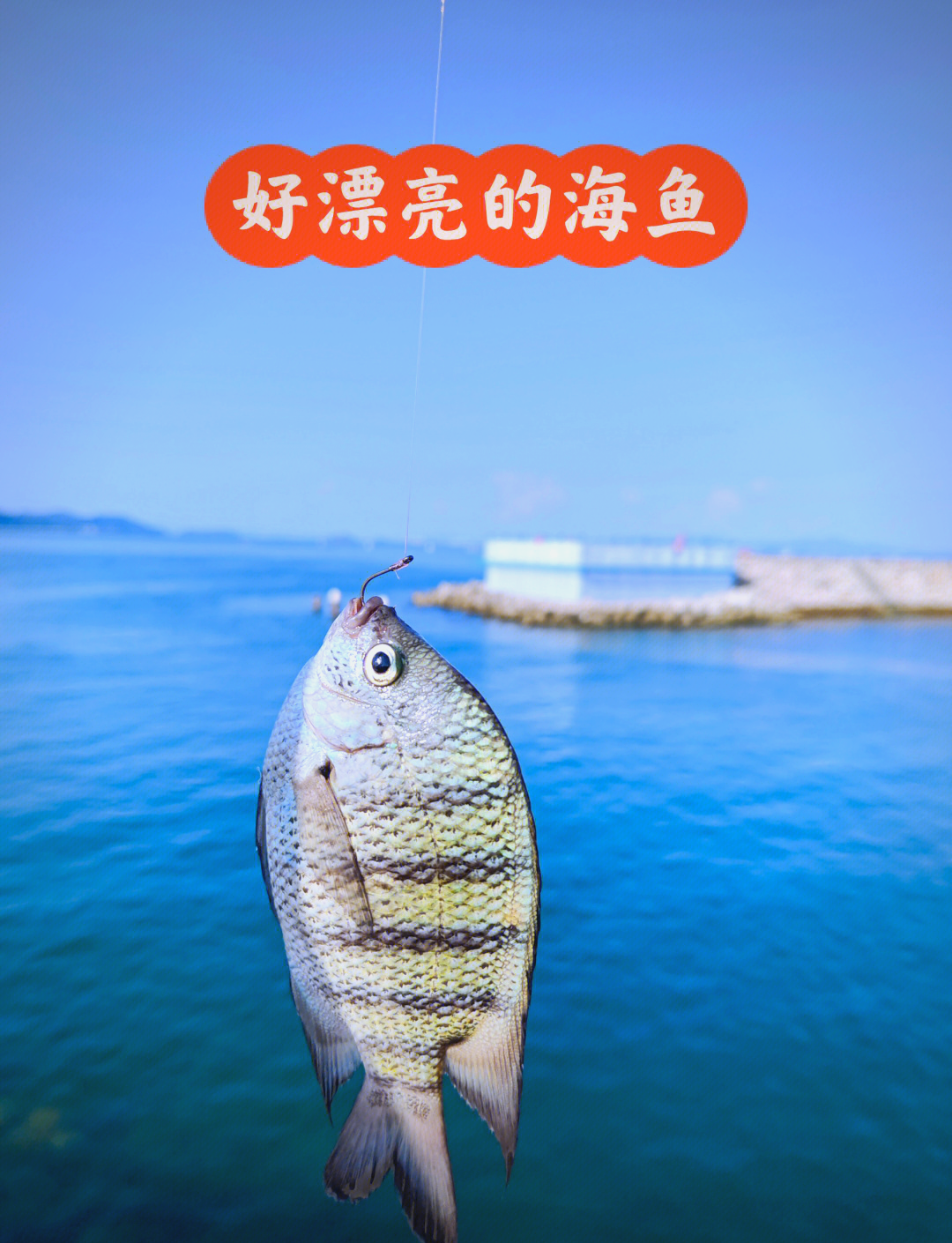海钓鱼新手入门(海钓新手入门教程初级)