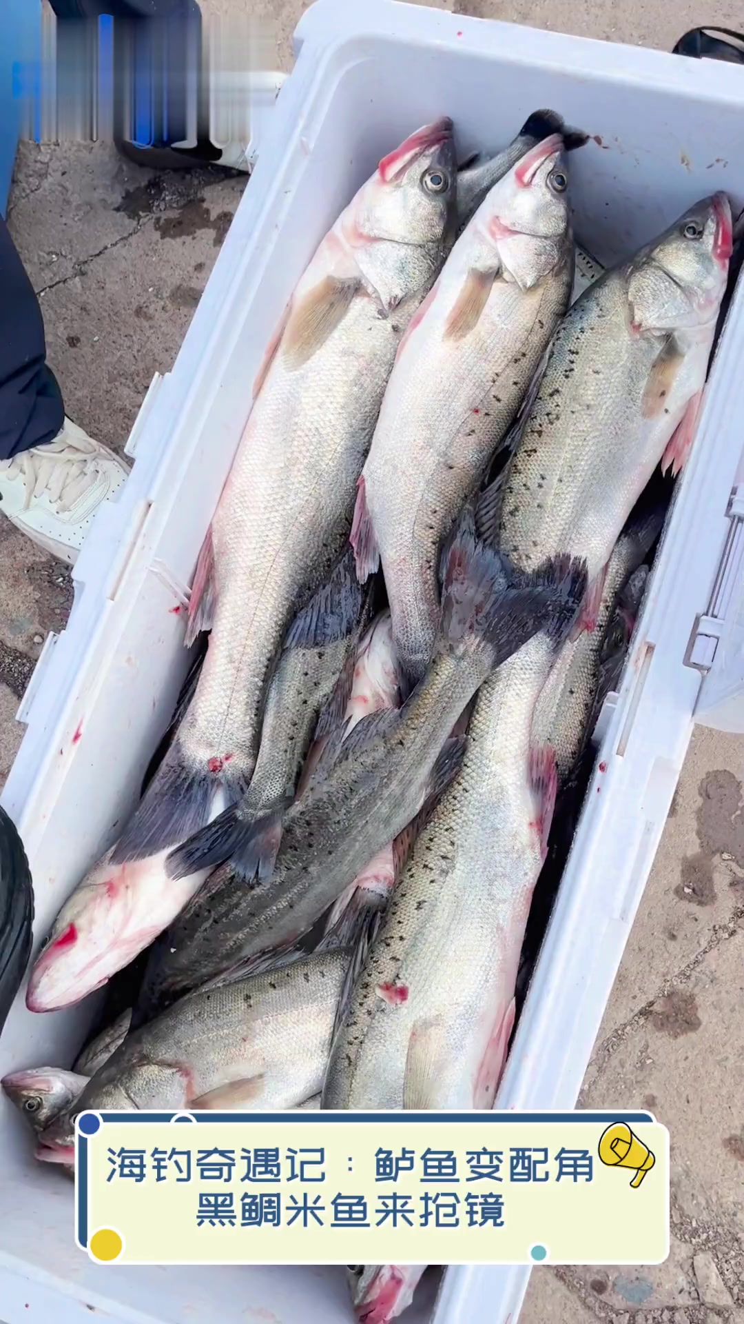 船钓米鱼技巧海钓(船钓视频)