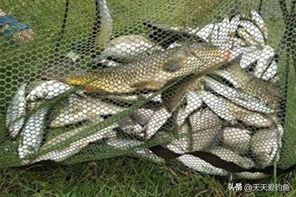 野钓钓大鱼技巧视频(野钓钓大鱼技巧视频教程)