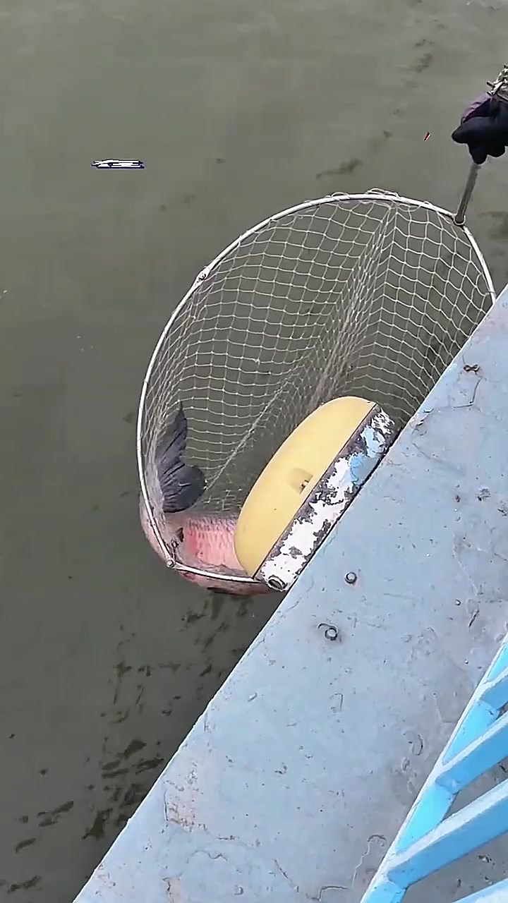 海钓不用抄网(海钓不用鱼饵吗)