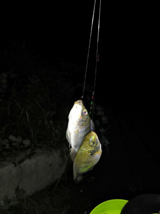 夏天夜钓罗非鱼技巧(夏天夜钓罗非鱼钓远钓近)