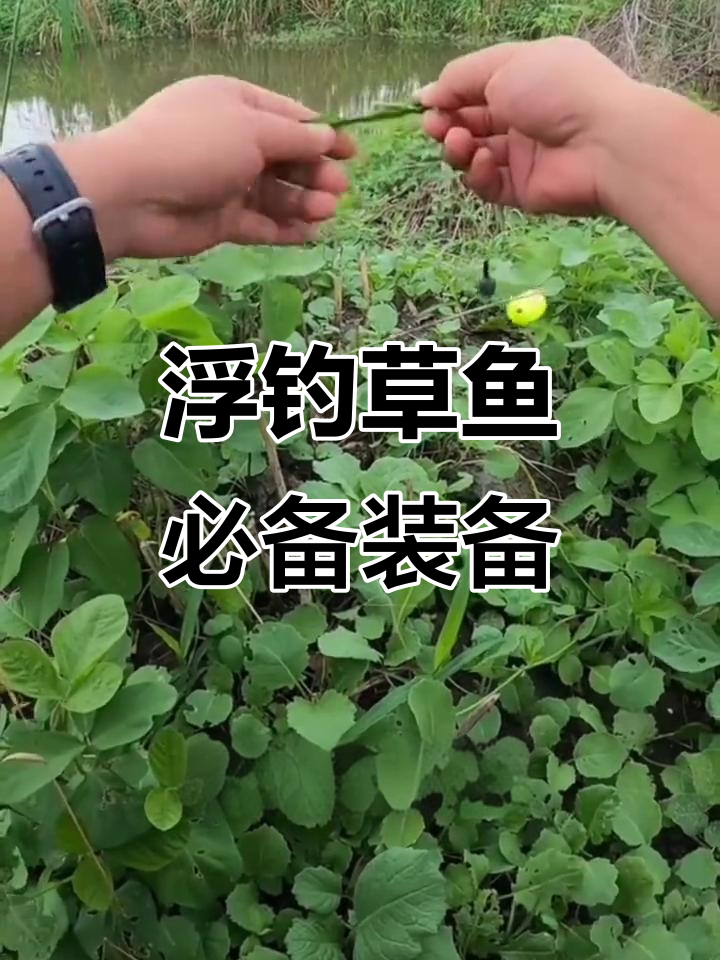 夏钓草鱼技巧(盛夏钓草鱼技巧)