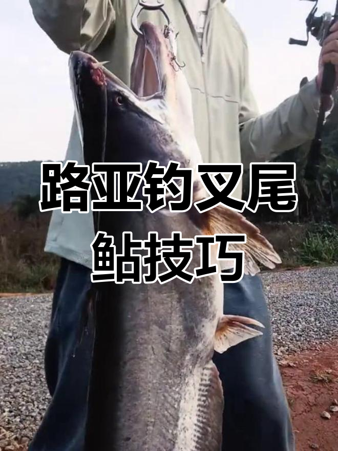 路亚鲶鱼方法(路亚鲶鱼教程)
