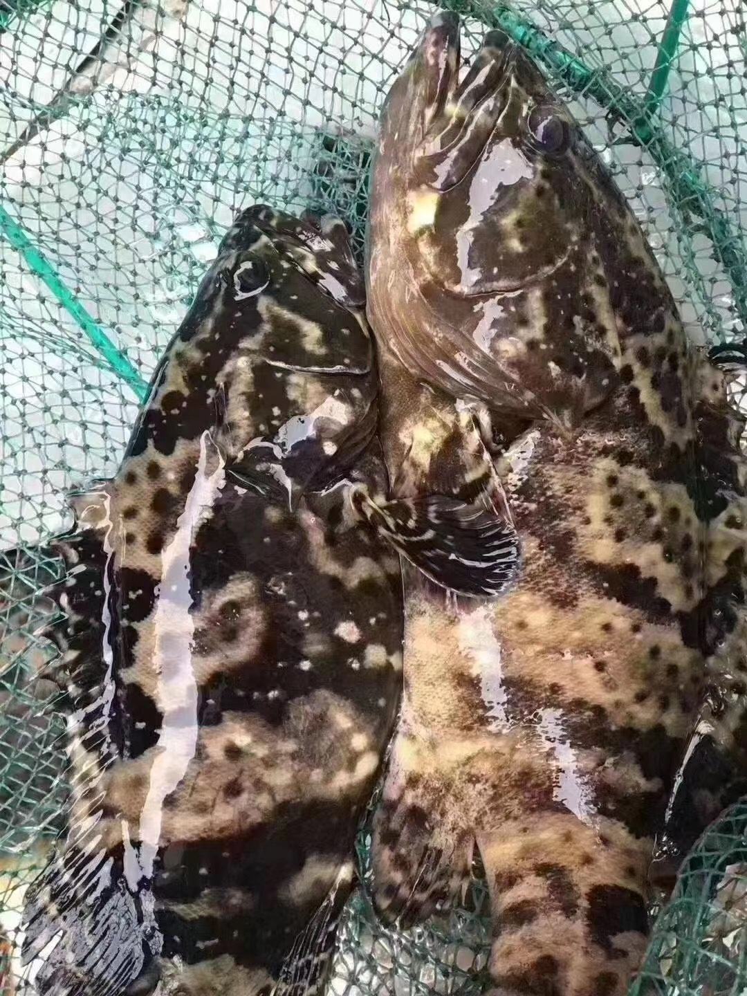 鱼排海钓石斑(海钓石斑鱼钓底还是钓浮)