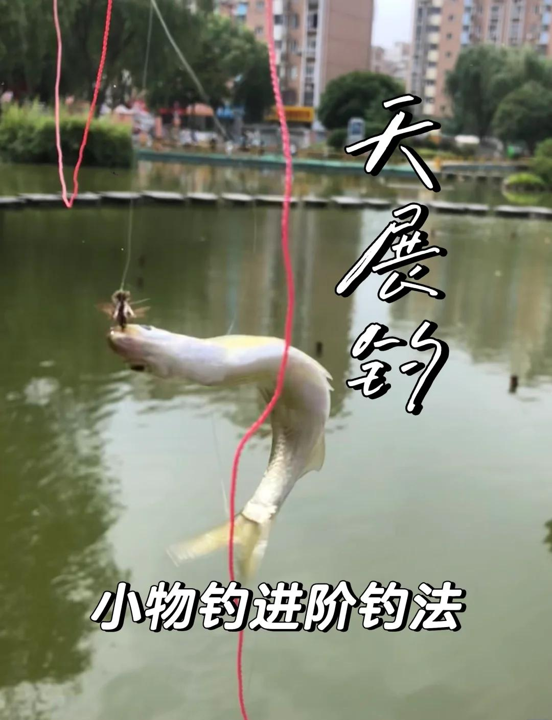 白露后池塘钓鱼技巧(白露后浅水池塘怎样钓鱼)
