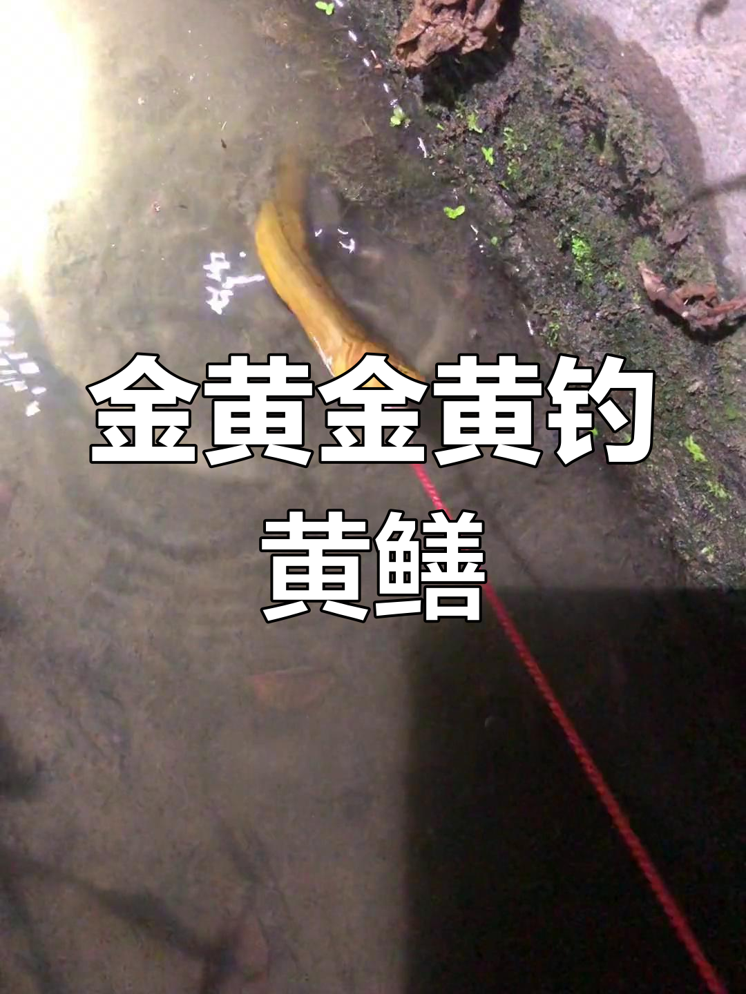 江河钓黄技巧视频(钓江黄鱼用什么饵料最佳)