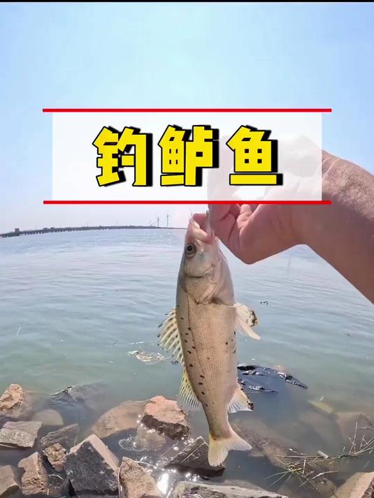 什么时间海钓鲈鱼(海钓鲈鱼几点好钓)