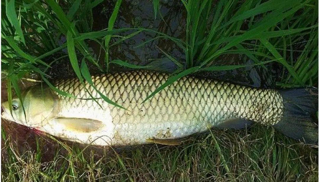 春季海钓草鱼(夏季海杆钓草鱼)