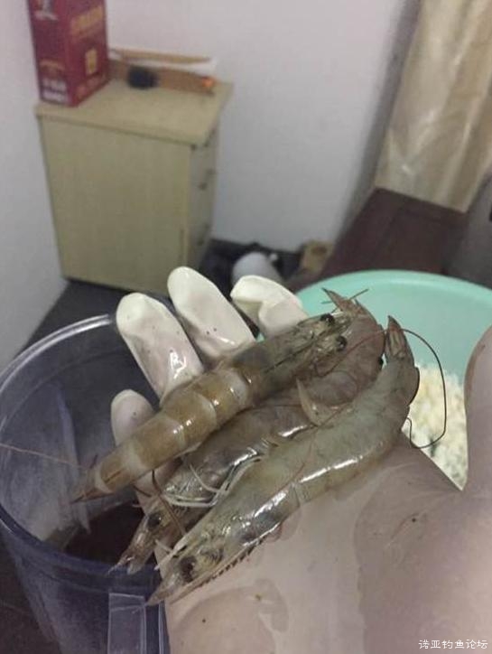 血饵钓鲤鱼技巧(鱼饵钓罗非的正确方法)