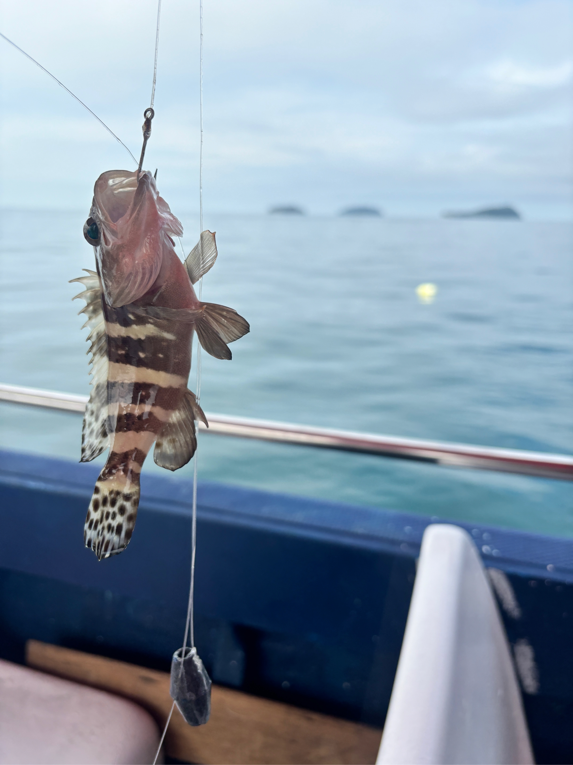 海钓用鱼钓鱼(海钓用鱼钓鱼好吗)
