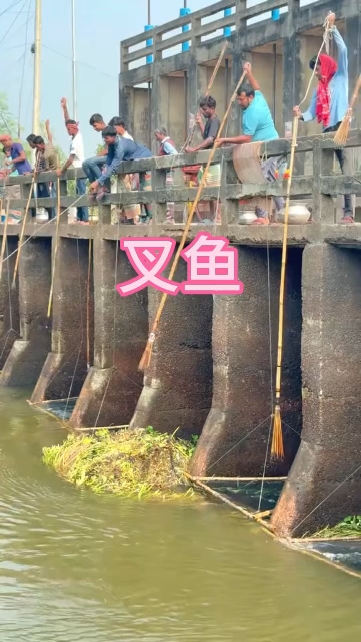 叉鱼技巧示意图(叉鱼是什么意思)