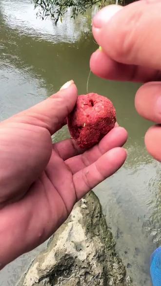 石鲮鱼饵料(石鲮鱼喜欢吃什么饵料)