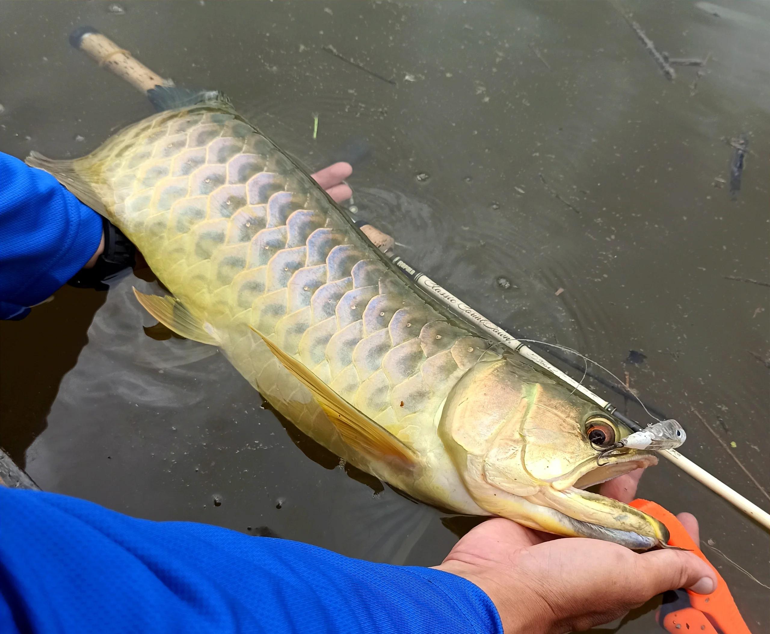 路亚提鱼(professional fishing 路亚垂钓攻略)